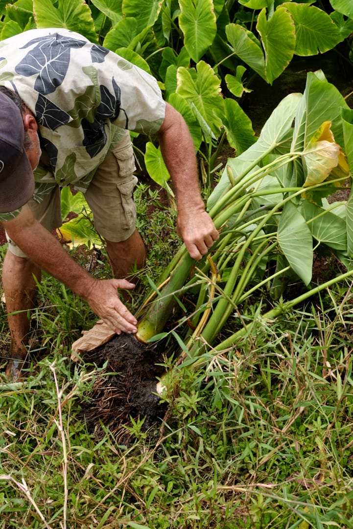 Tasting Kauai Part One - Kealia Farm Tour www.pineappleandcoconut.com #ad #tastingkauai