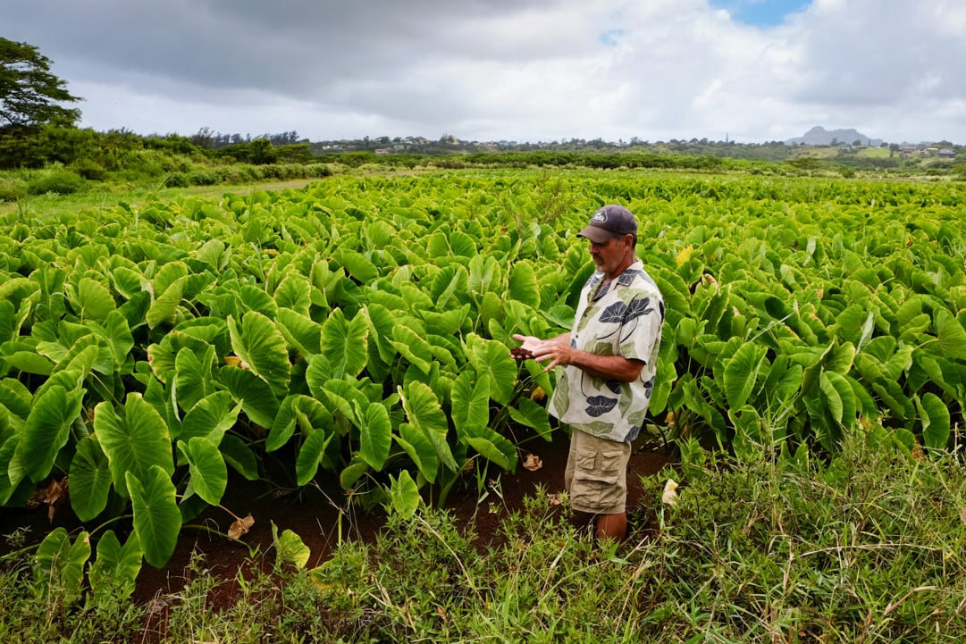 Tasting Kauai Part One - Kealia Farm Tour www.pineappleandcoconut.com #ad #tastingkauai