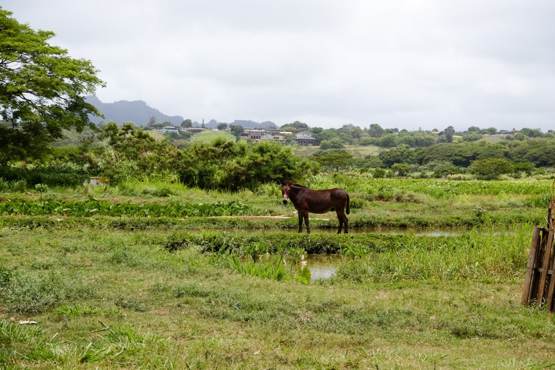 Tasting Kauai Part One - Kealia Farm Tour www.pineappleandcoconut.com #ad #tastingkauai