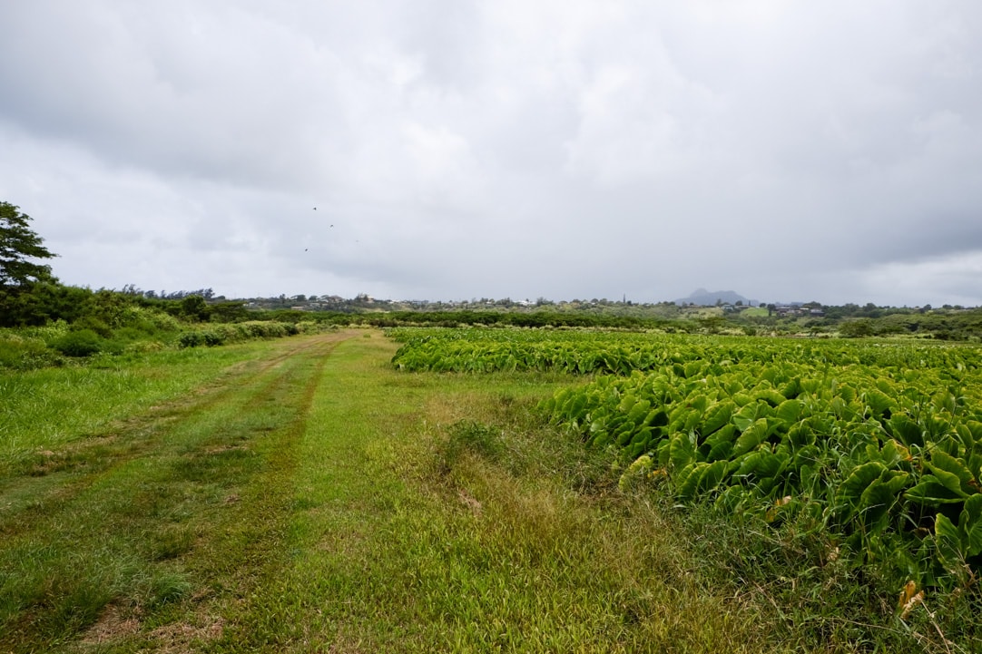 Tasting Kauai Part One - Kealia Farm Tour www.pineappleandcoconut.com #ad #tastingkauai