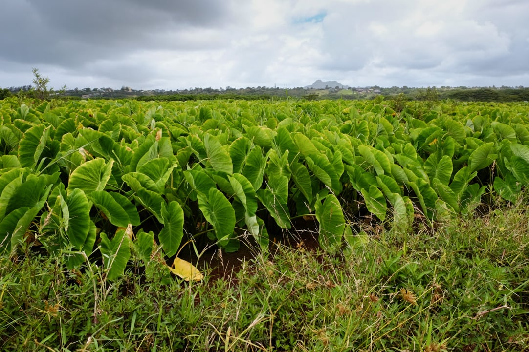 Tasting Kauai Part One - Kealia Farm Tour www.pineappleandcoconut.com #ad #tastingkauai