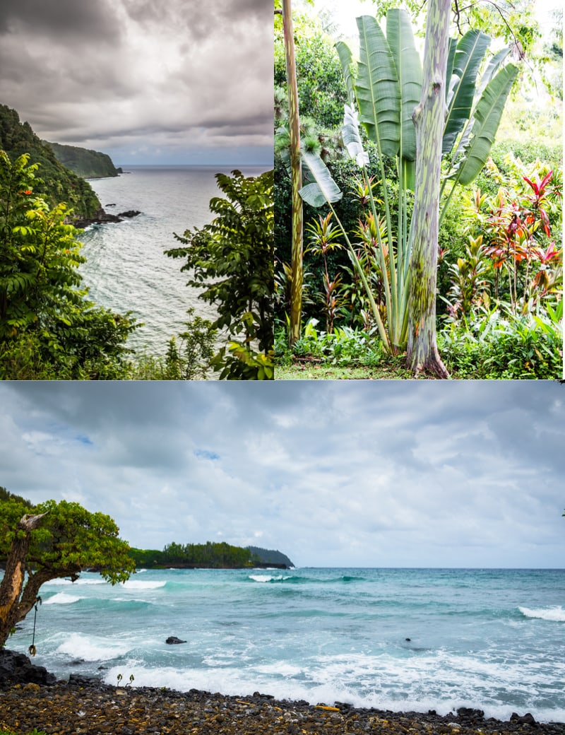 ocean palm tree hana beach maui