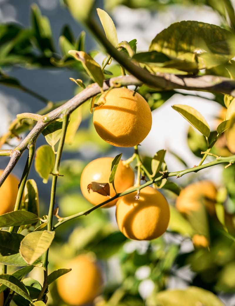 Meyer Lemon Tree growing in Las Vegas, Nevada www.pineappleandcoconut.com